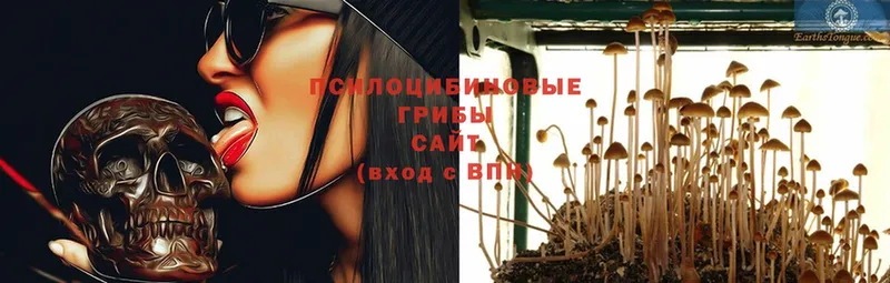 Галлюциногенные грибы MAGIC MUSHROOMS  blacksprut рабочий сайт  Великий Устюг 