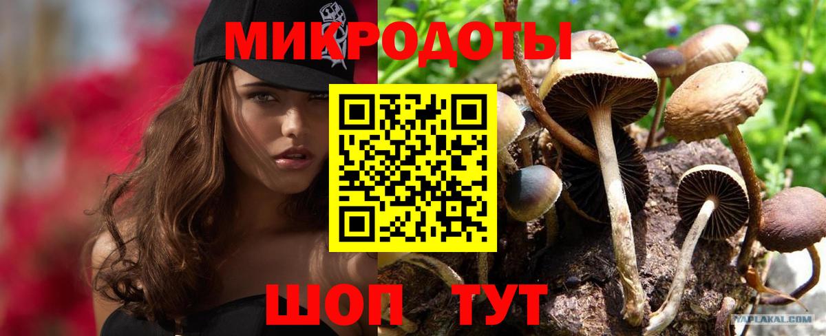 Псилоцибиновые грибы Psilocybine cubensis Великий Устюг